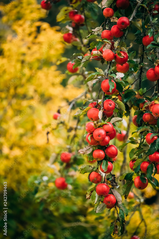 Branch Hung With Ripe Red Apples In Autumn Season