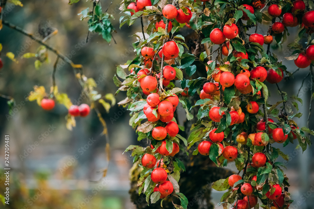 Obraz premium Branch Hung With Ripe Red Apples In Autumn Season