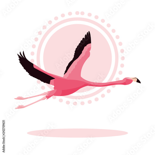 beautiful flamingo bird flying