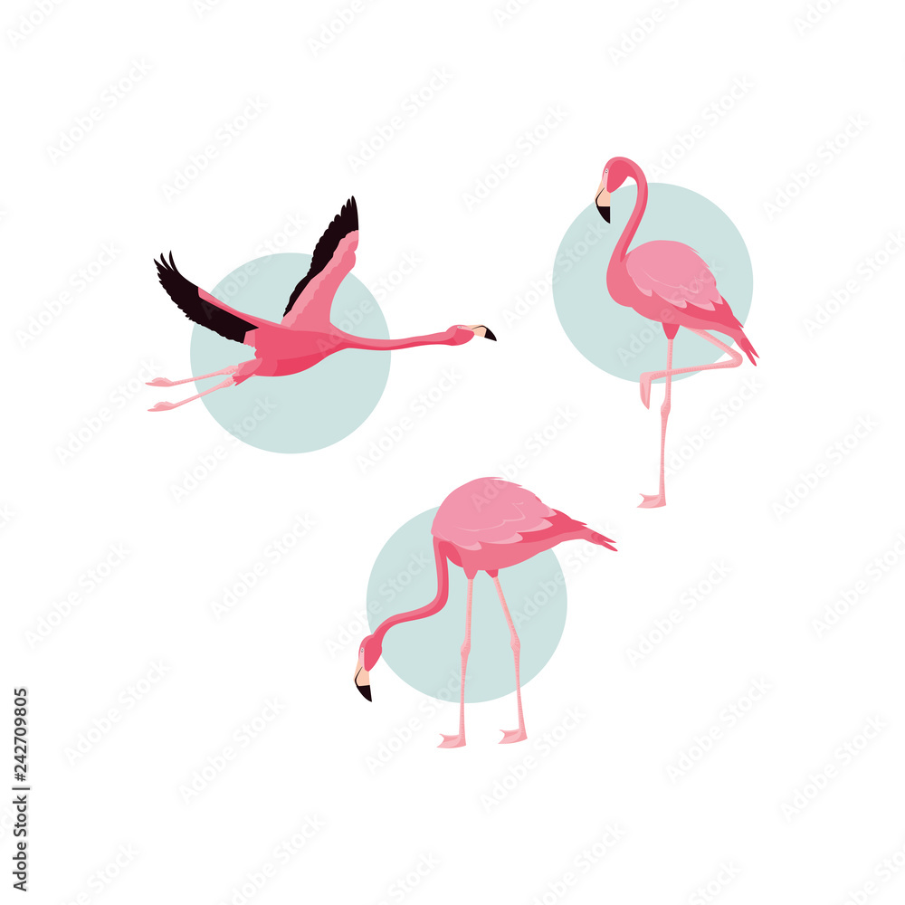 Fototapeta premium beautiful flamingos birds flock