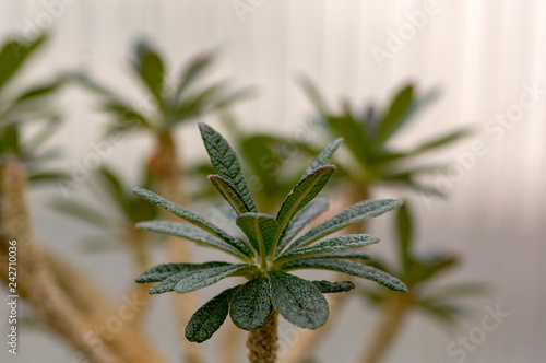 Pachypodium lamerei madagascar palm, succulent thorny flower, green leaves on branches photo