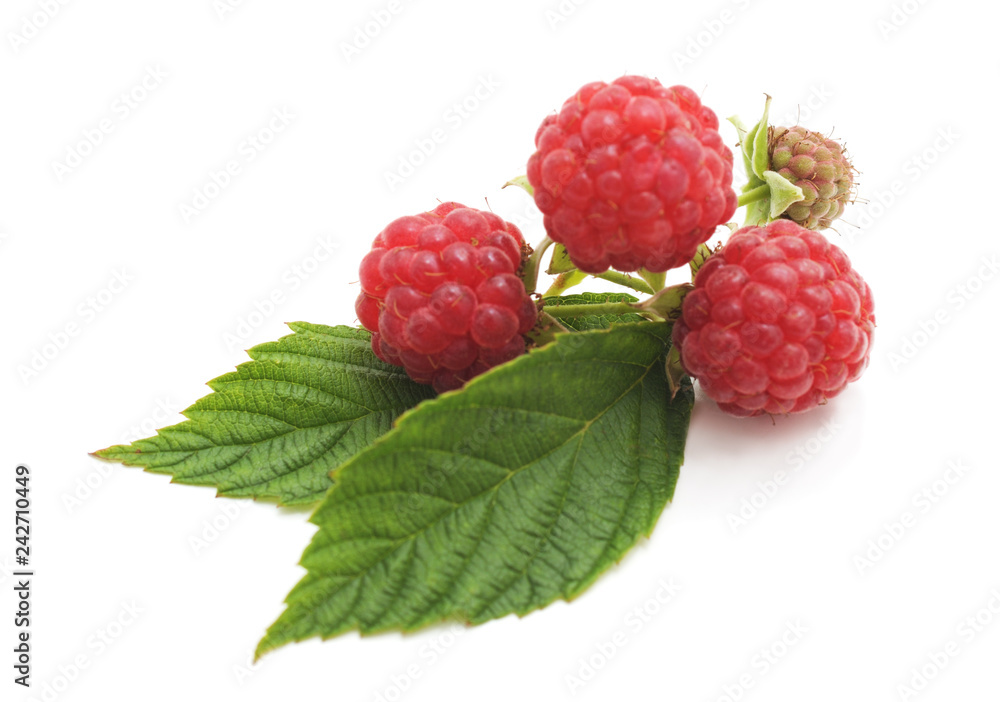 Three raspberries on a leaf. Three raspberries on a leaf.