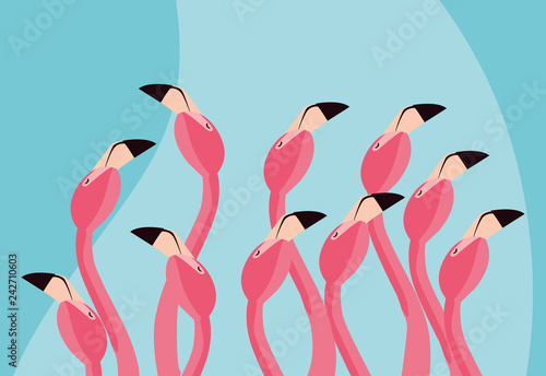 beautiful flamingos birds flock heads