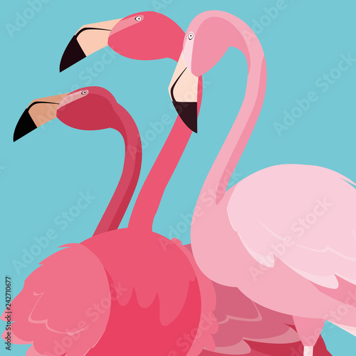 beautiful flamingos birds flock standing
