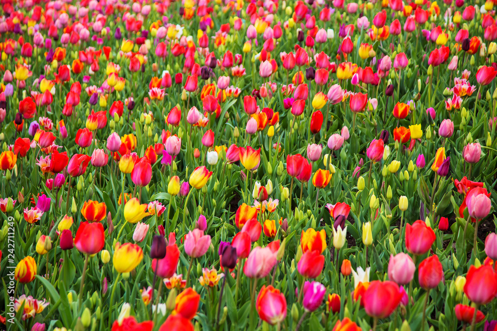 Fototapeta premium Colorful tulip flower field. Multicolored tulips flowers.
