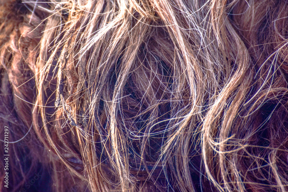 Fototapeta premium hair background