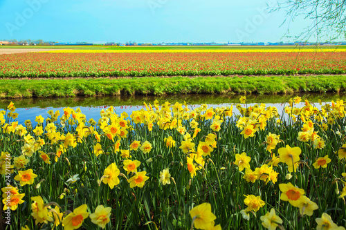 Yellow daffodils. Spring Dutch landscape.