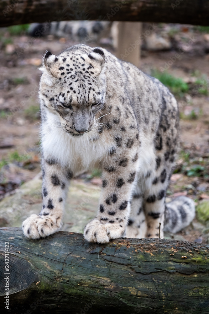 Fototapeta premium Panthère des neiges