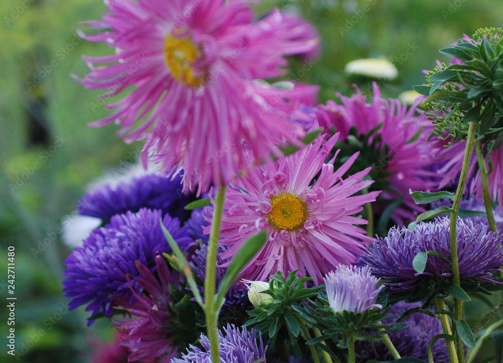 Obraz premium flower