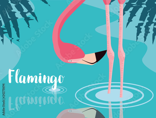 beautiful flamingo bird stand in the landscape
