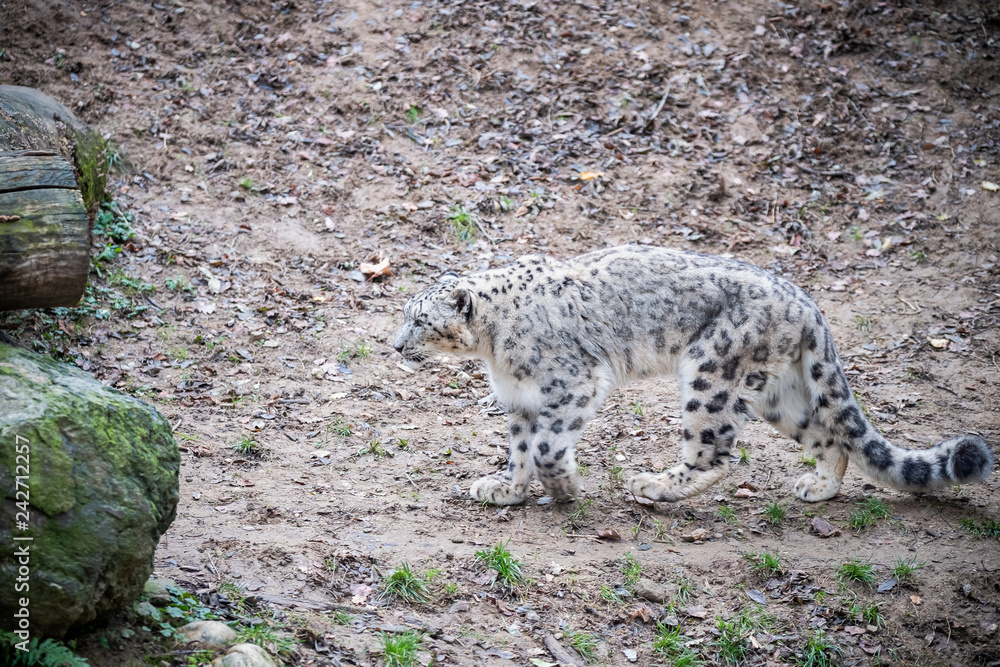 Fototapeta premium Panthère des neiges