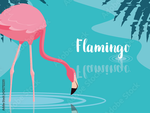 beautiful flamingo bird stand in the landscape