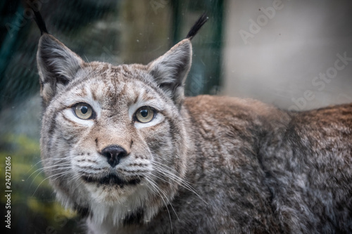 Portrait d'un lynx © PicsArt