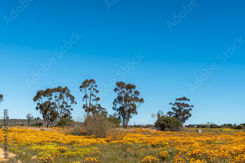 Landscape, with wildflowers and trees, in Nieuwoudtville photo