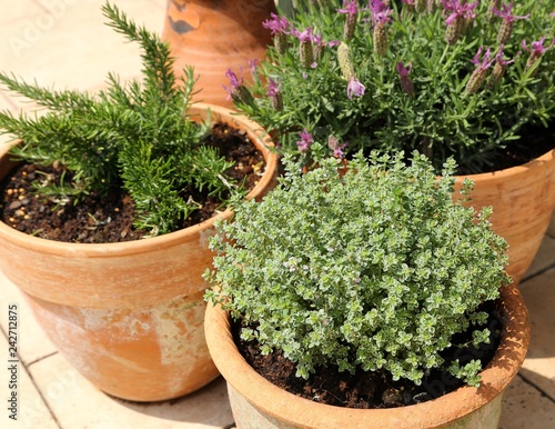Thyme in pots.
