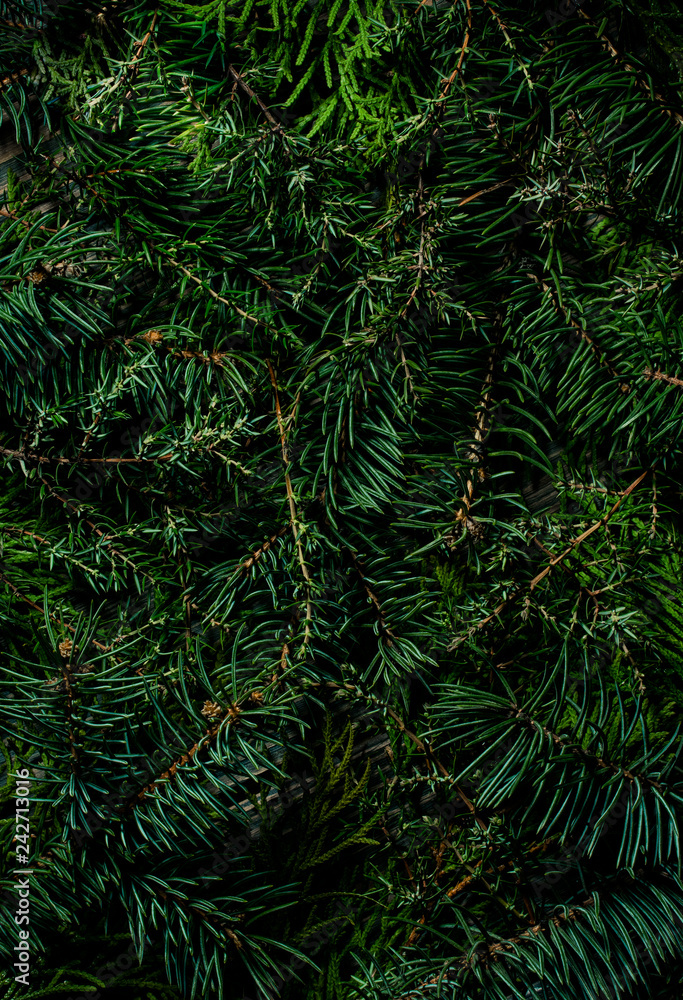 Natural coniferous plant texture. Green branches of spruce, juniper and fir trees