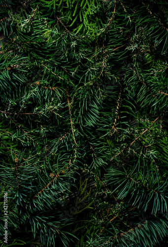 Natural coniferous plant texture. Green branches of spruce  juniper and fir trees