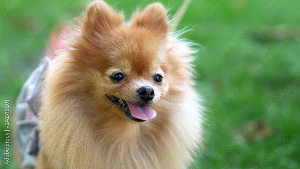Little fluffy dog on the green grass. Puppy on a green background