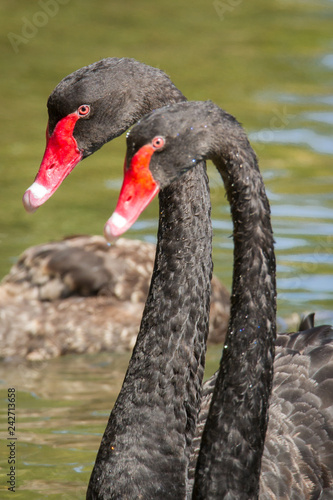 Black swans photo