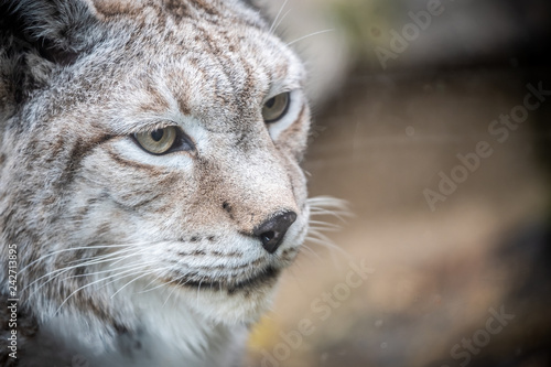Portrait d'un lynx