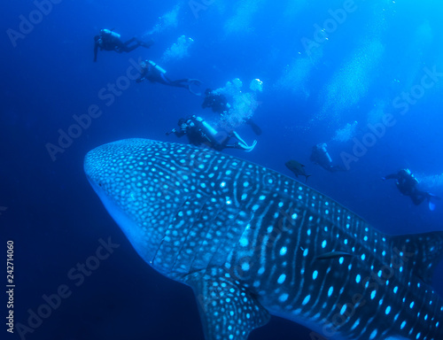 Gigantic Whale Shark and divers.