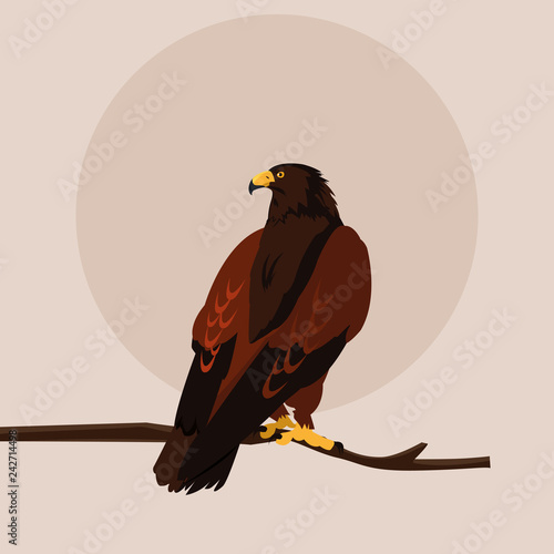 imposing hawk in the branch