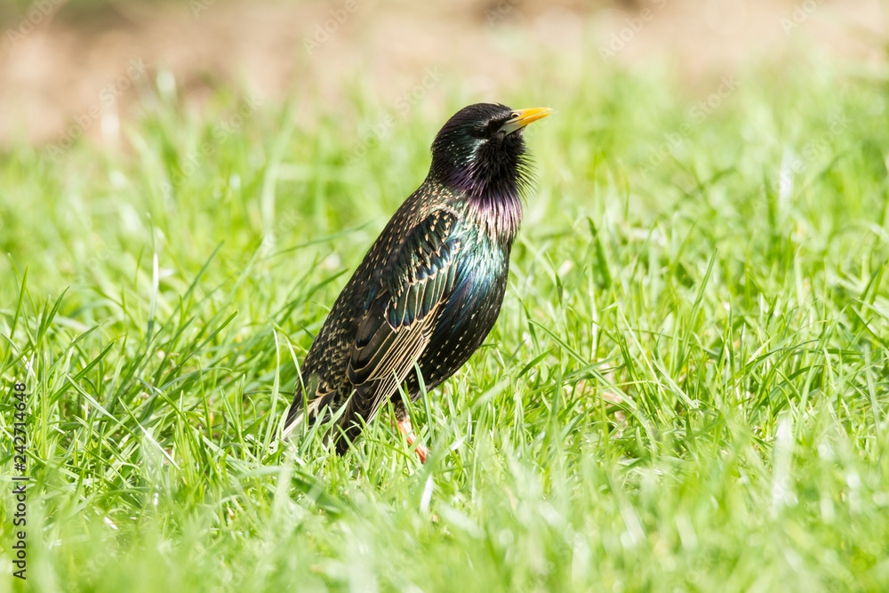 starlings in grass starlings in grass