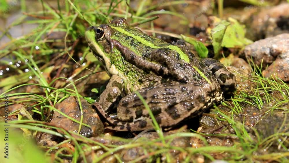 Frog lurking on the shore of the lake and waiting for its prey. Frog lurking on the shore of the lake and waiting for its prey.