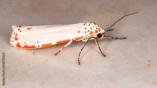 Utetheisa ornatrix	 photo