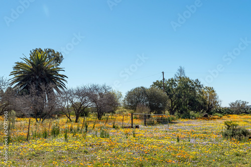 Field of wildflowers at Willemsrivier near Nieuwoudtville