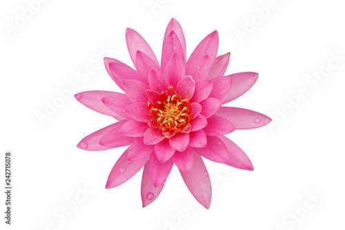 Fotografie Blooming Pink Water Lily Flower Isolated on White Background