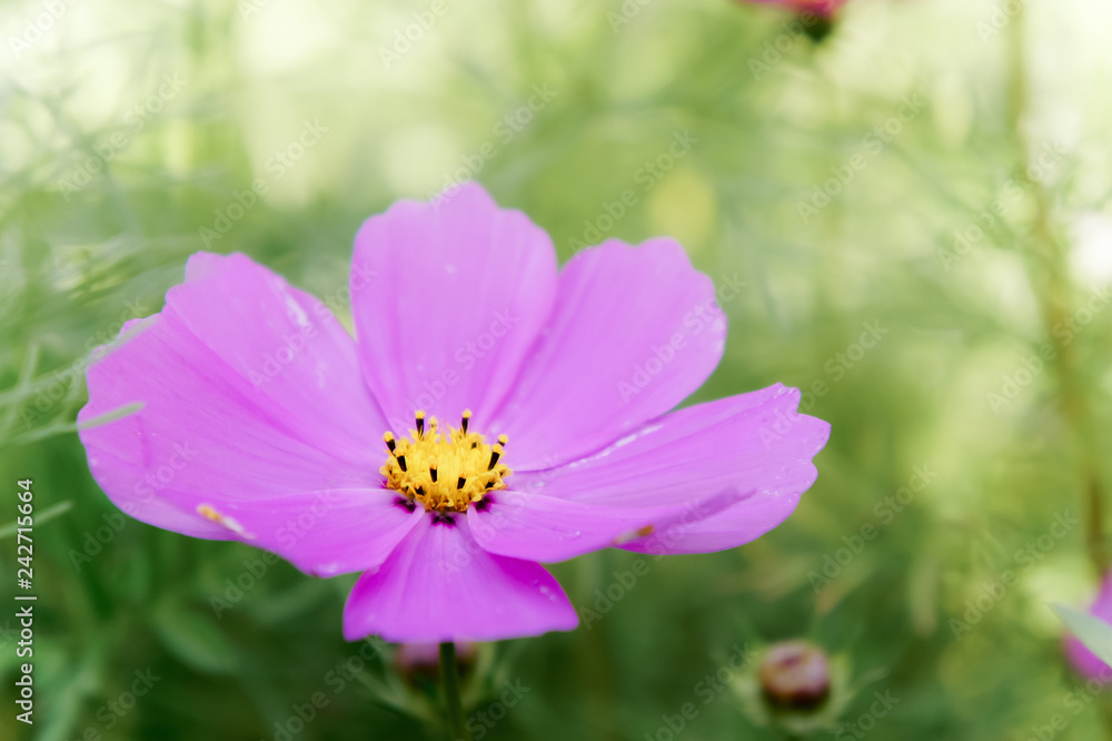 cosmos daisy flowers in the garden day natural vintage cosmos daisy flowers in the garden day natural vintage