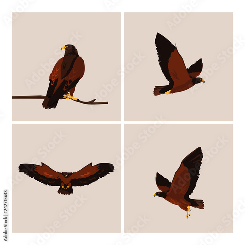 imposing hawks birds with different poses