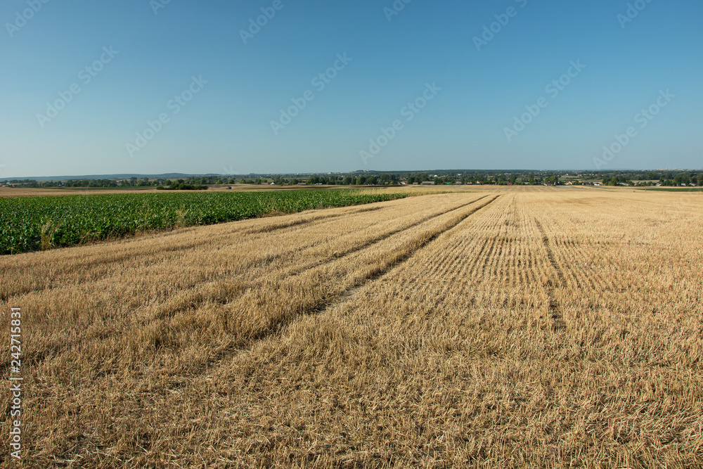 Mowed field - stubble, horizon and cloudless sky