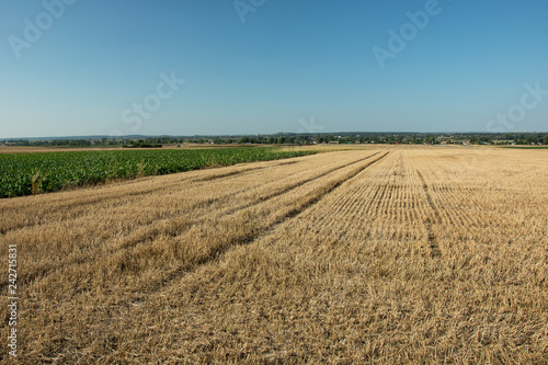 Mowed field - stubble  horizon and cloudless sky