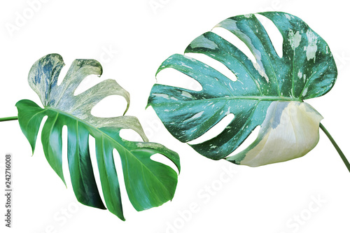 Fotografi Variegated Leaves of Monstera Plant Isolated on White Background