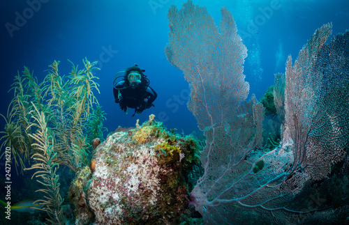 Woman diver among Gorgonian fan corals, east coast of Bonaire, Netherlands Antilles
