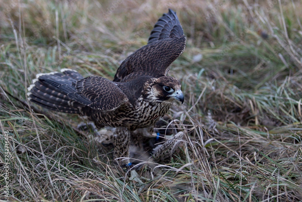 Fototapeta premium Falcon with his prey