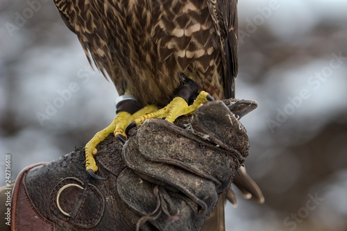 Foto falcon claws on lether glaves