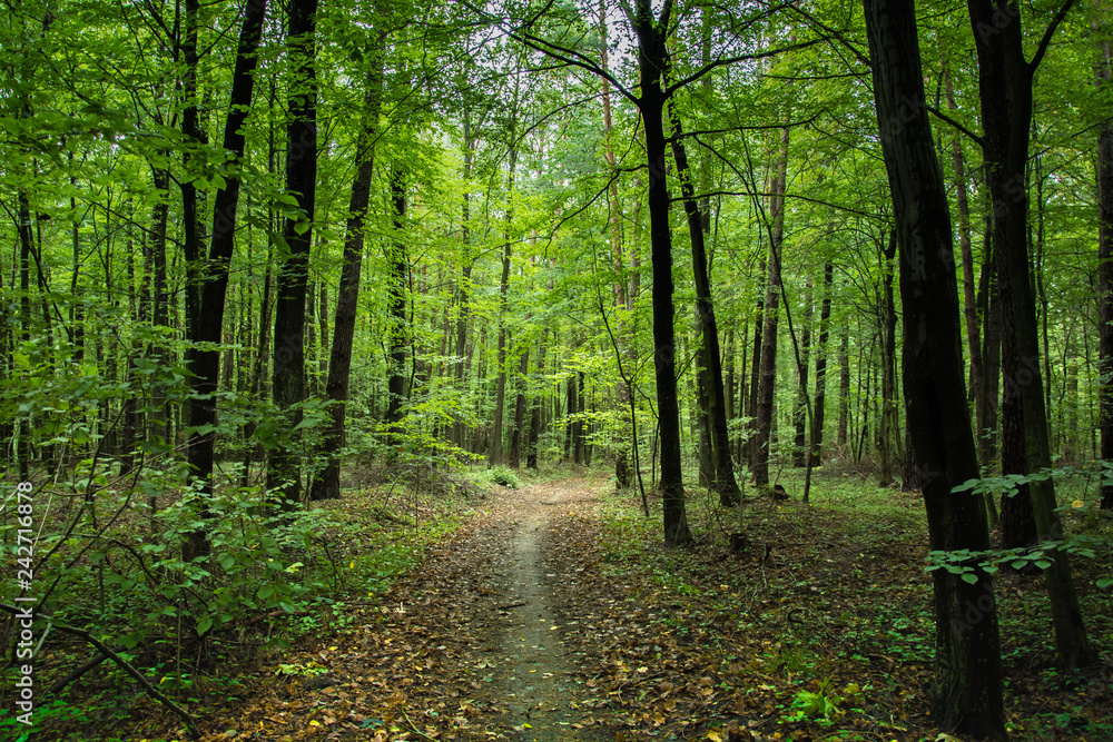 Path through deciduous forest and fallen leaves Path through deciduous forest and fallen leaves