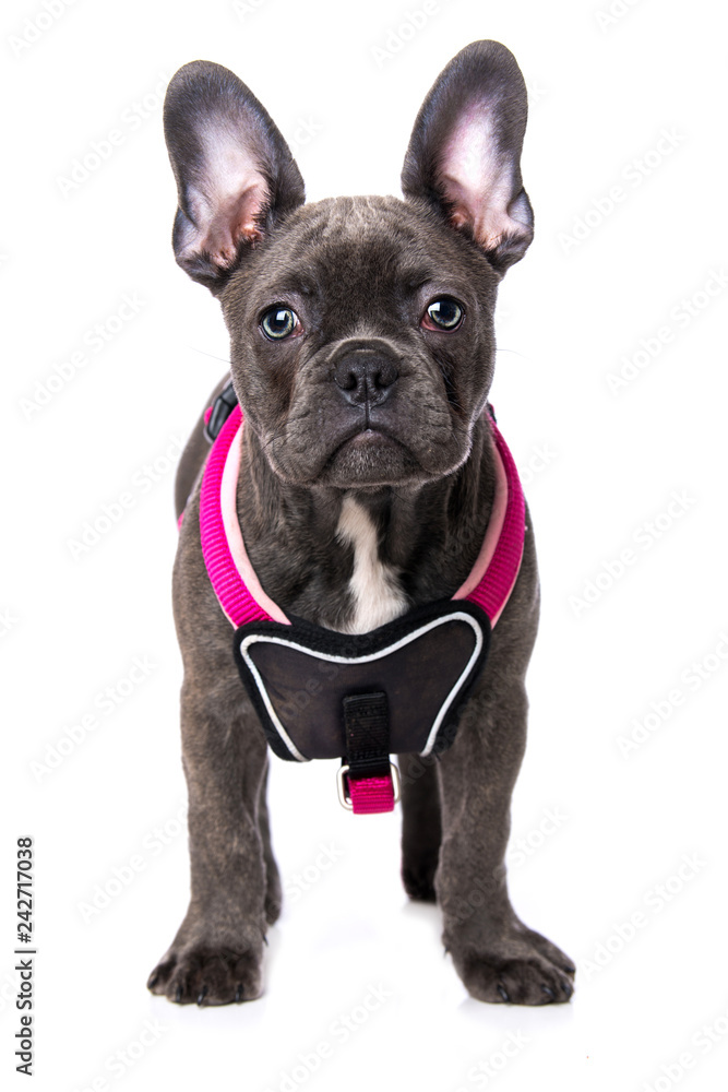 Young french bulldog with dog harness on white background