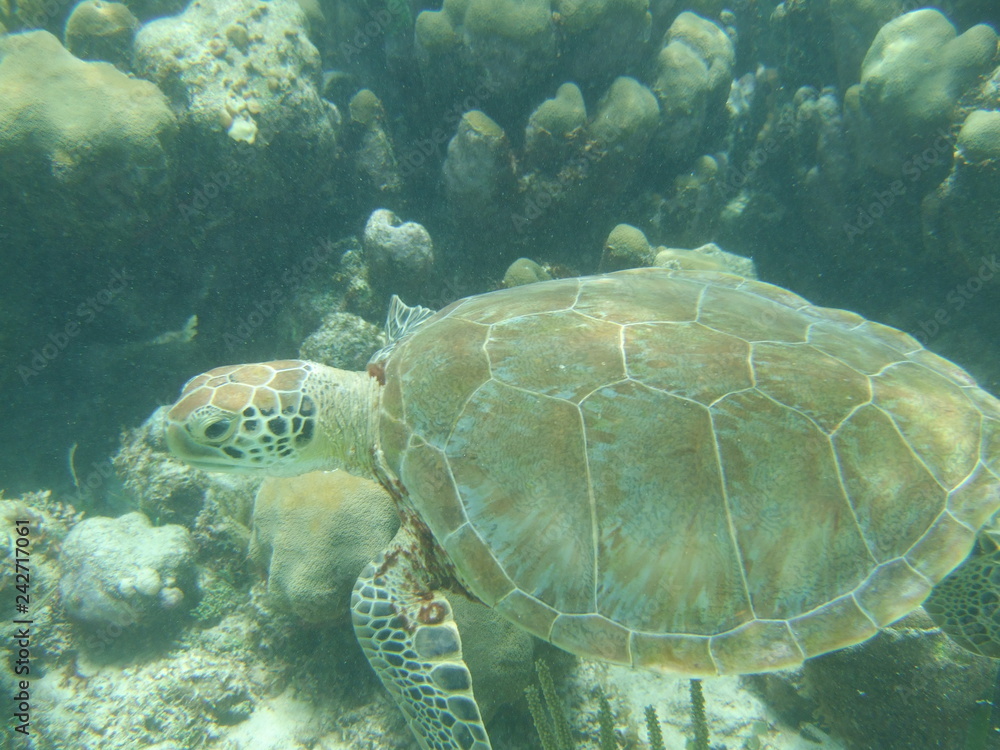 Akumal,Mexico Summer/Undrewater Sea Turtle.