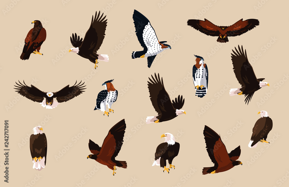 Obraz premium hawks and eagles birds with different poses