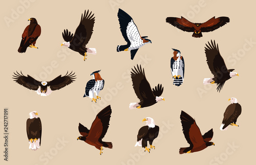 Tela hawks and eagles birds with different poses