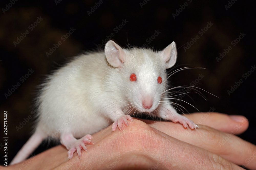 Decorative cream rat on hand