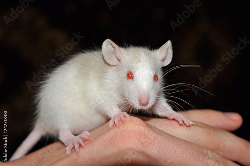 Decorative cream rat on hand