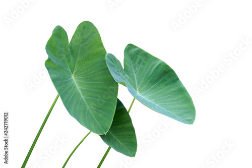 Green Leaves of Elephant Ear Plant Isolated on White Background