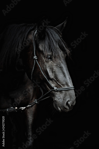 Portrait of a beautiful black stallion on a black background © matilda553