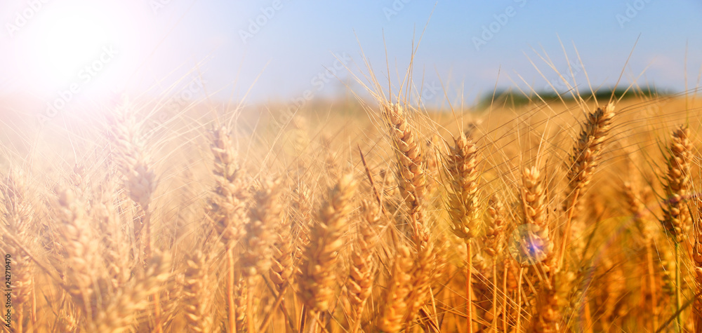Wheat field against a blue sky Wheat field against a blue sky