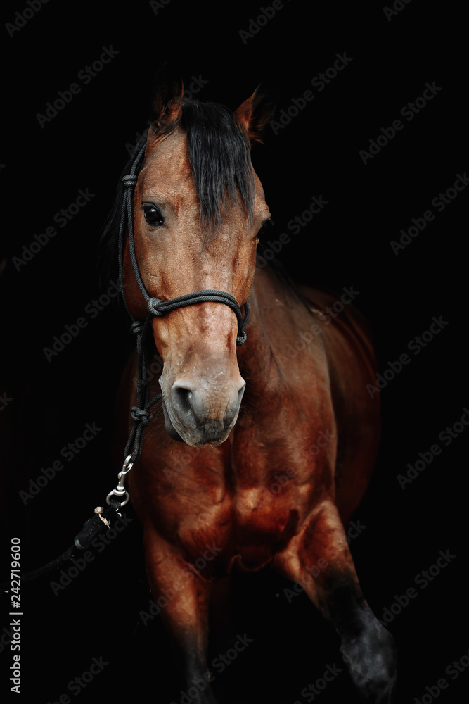 Obraz premium Bay horse isolated on black background.